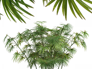 New Plant High detail Rhapis Excelsa Small 3D-Modell