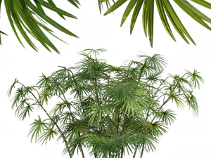 New Plant High detail Rhapis Excelsa Small 3D Model