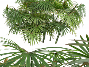 New Plant High detail Rhapis Excelsa Small 3D-Modell