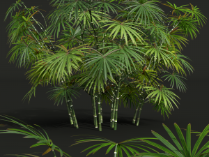 New Plant High detail Rhapis Excelsa Small 3D-Modell