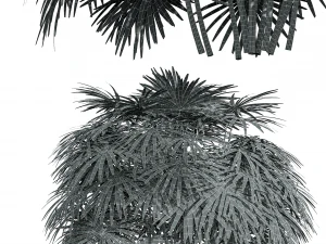 New Plant High detail Rhapis Excelsa Small 3D Model