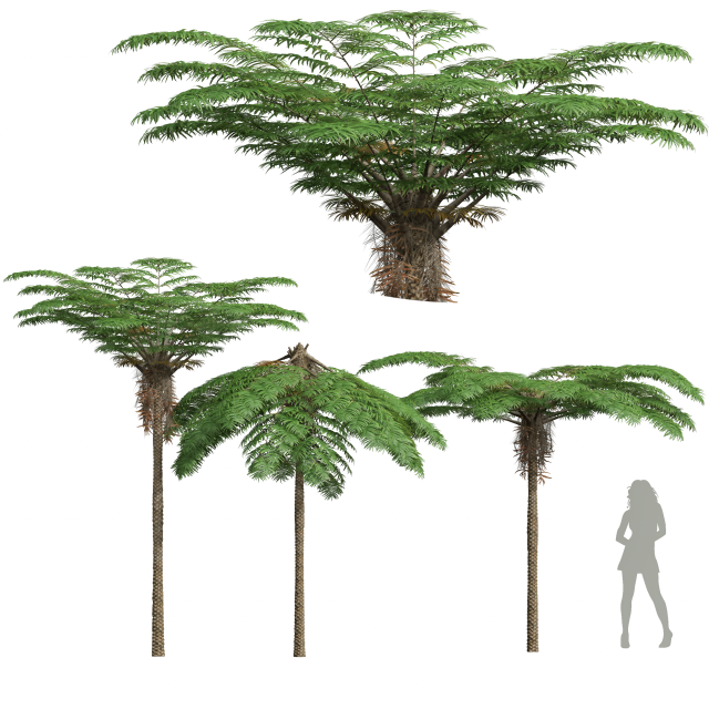 New Plant High detail Sphaeropteris Lepifera Medium 3D Модель .c4d .max .obj .3ds .fbx .stl .blend 