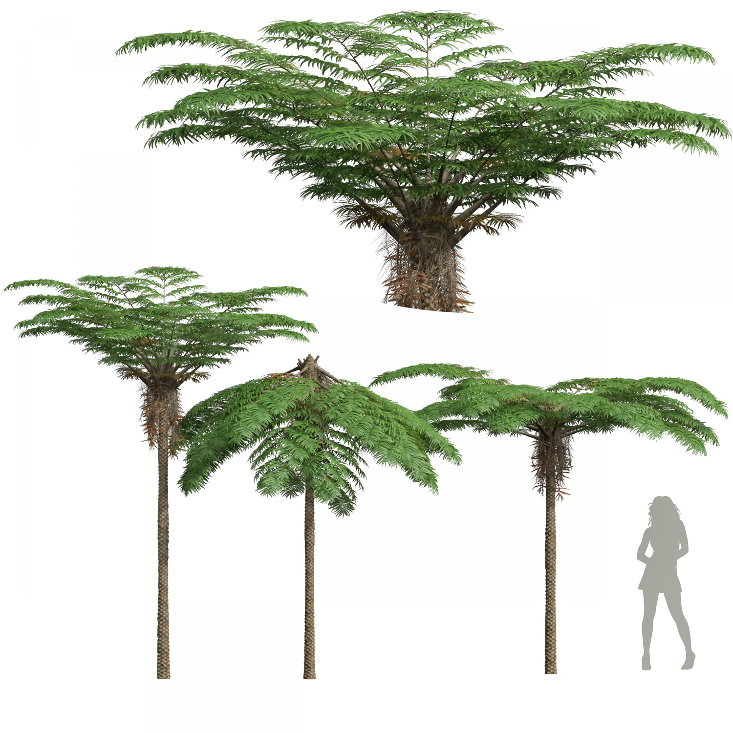 New Plant High detail Sphaeropteris Lepifera Medium 3D Model .c4d .max .obj .3ds .fbx .stl .blend