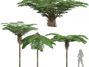 Nueva Planta Alto detalle Sphaeropteris Lepifera Mediana Modelo 3D
