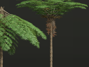 New Plant High detail Sphaeropteris Lepifera Medium 3D Модель