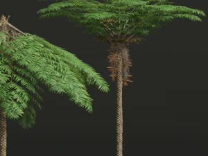 New Plant High detail Sphaeropteris Lepifera Medium 3D Model