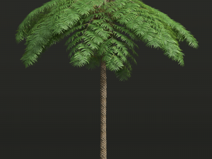 New Plant High detail Sphaeropteris Lepifera Medium 3D Модель