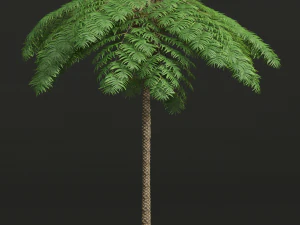 New Plant High detail Sphaeropteris Lepifera Medium 3D Model