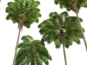 New Plant High detail Sphaeropteris Lepifera Medium 3D Модель