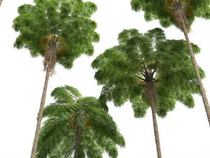 New Plant High detail Sphaeropteris Lepifera Medium 3D Model