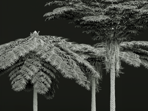New Plant High detail Sphaeropteris Lepifera Medium 3D Модель