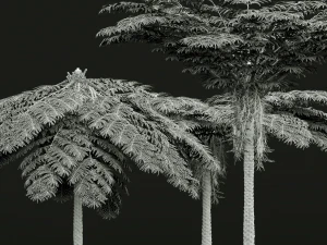 New Plant High detail Sphaeropteris Lepifera Medium 3D Model