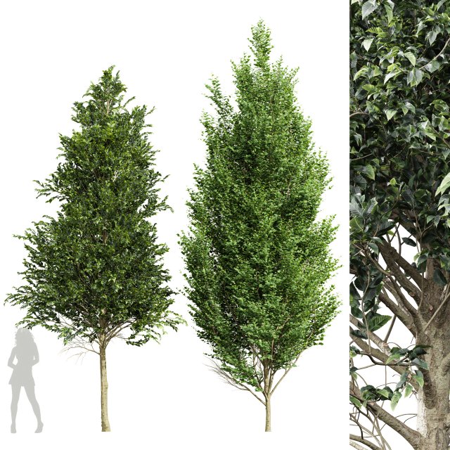 Carpinus Betulus Broadleaf-2 trees 3D 模型 .c4d .max .obj .3ds .fbx .stl .blend 