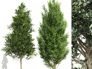 Carpinus Betulus Broadleaf-2 trees 3D Model
