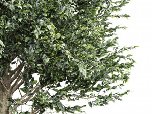 Carpinus Betulus Broadleaf-2 trees 3D Model