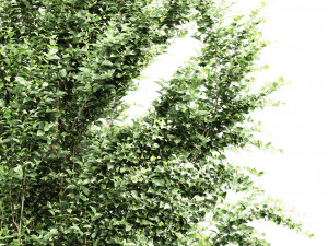 Carpinus Betulus Broadleaf-2 trees 3D Model