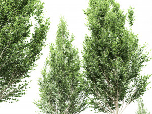 Carpinus Betulus Broadleaf-2 trees 3D 模型