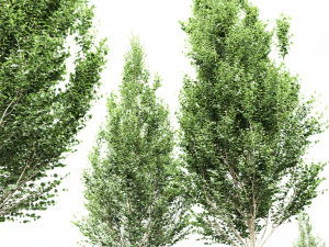 Carpinus Betulus Broadleaf-2 trees 3D Model