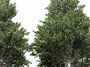 Carpinus Betulus Broadleaf-2 trees 3D Model
