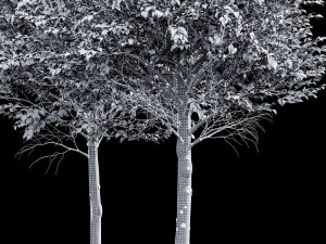 Carpinus Betulus Broadleaf-2 trees 3D 模型