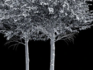 Carpinus Betulus Broadleaf-2 trees 3D Model