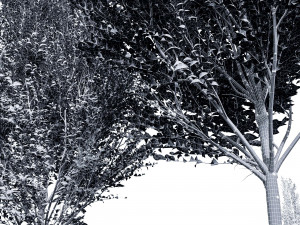 Carpinus Betulus Broadleaf-2 trees 3D 模型