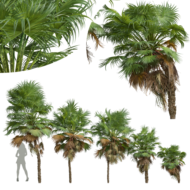 New Plant High detail Acoelorrhaphe Wrightii Small 3D 模型 .c4d .max .obj .3ds .fbx .stl .blend 
