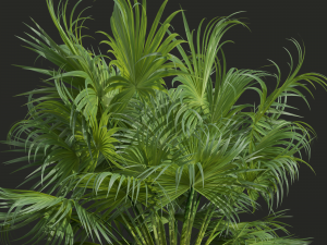 New Plant High detail Acoelorrhaphe Wrightii Small 3D 模型
