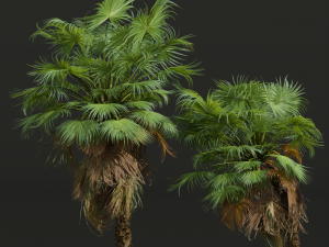 New Plant High detail Acoelorrhaphe Wrightii Small 3D 模型