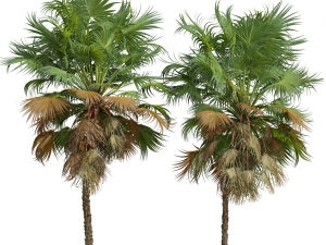 New Plant High detail Acoelorrhaphe Wrightii Small 3D 模型