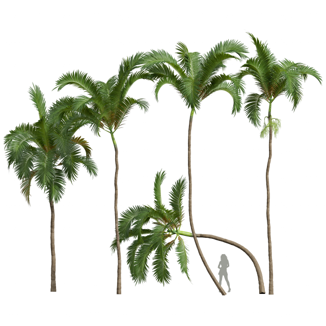 New Plant High detail Areca Catechu 3D मॉडल .c4d .max .obj .3ds .fbx .stl .blend 