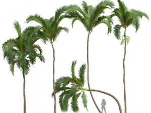 New Plant High detail Areca Catechu Modelo 3D