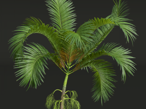 New Plant High detail Areca Catechu 3D मॉडल