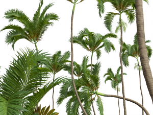 New Plant High detail Areca Catechu 3D मॉडल