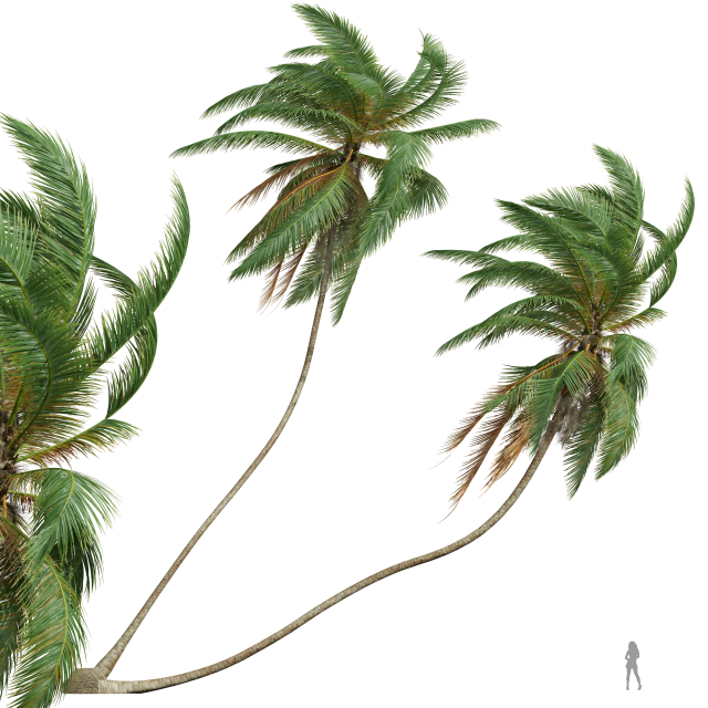 New Plant High detail Cocos Nucifera Windy02 3D-Modell .c4d .max .obj .3ds .fbx .stl .blend 