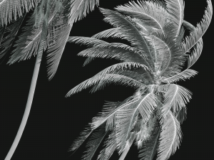 New Plant High detail Cocos Nucifera Windy02 3D-Modell