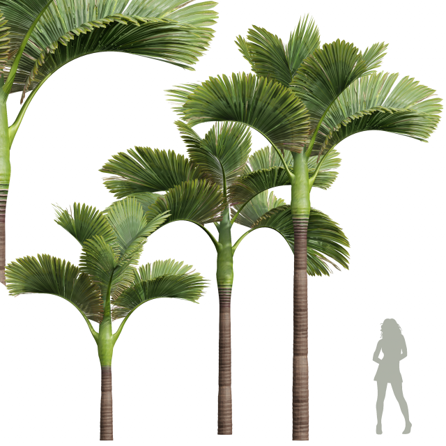 New Plant High detail Areca Catechu Decorative Garden 3D Модель .c4d .max .obj .3ds .fbx .stl .blend 