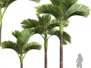 New Plant High detail Areca Catechu Decorative Garden Modelo 3D