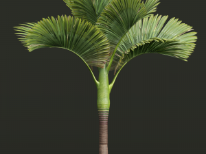 New Plant High detail Areca Catechu Decorative Garden 3D Модель