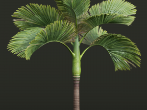 New Plant High detail Areca Catechu Decorative Garden 3D Модель