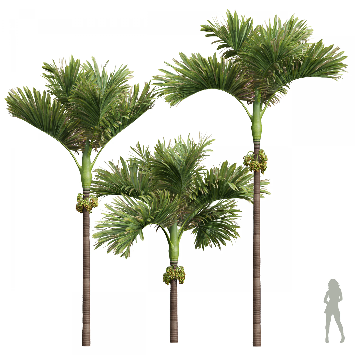 New Plant High detail Areca Catechu Decorative Garden Fruit 3D Model .c4d .max .obj .3ds .fbx .stl .blend