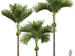 新しい植物の高詳細アレカ カテチュ装飾的な庭の果物 3Dモデル
