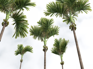 New Plant High detail Areca Catechu Decorative Garden Fruit Model 3D