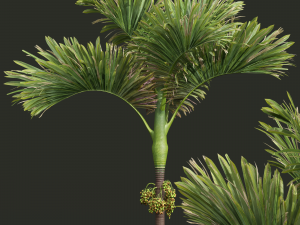 New Plant High detail Areca Catechu Decorative Garden Fruit Model 3D
