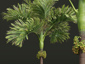 New Plant High detail Areca Catechu Decorative Garden Fruit Model 3D