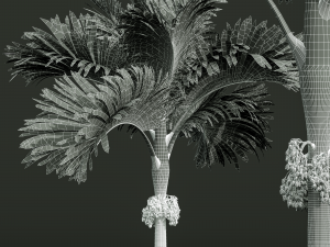 New Plant High detail Areca Catechu Decorative Garden Fruit Model 3D