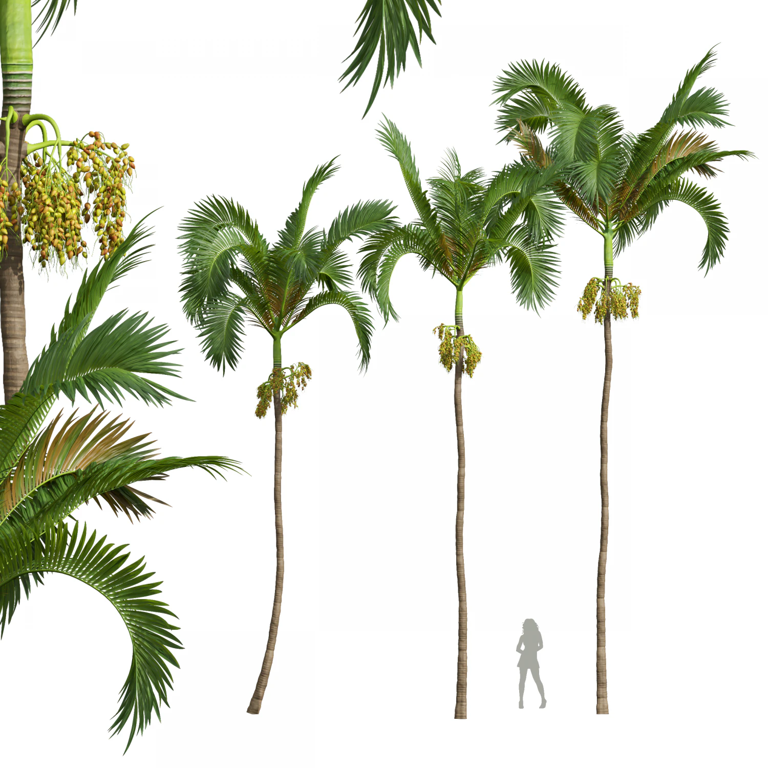 New Plant High detail Areca Catechu Fruit 3D Model .c4d .max .obj .3ds .fbx .stl .blend