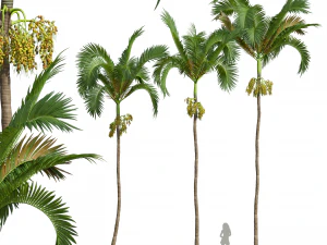 Nieuwe plant Hoog detail Areca Catechu Fruit 3D Model