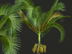 New Plant High detail Areca Catechu Fruit 3D Model