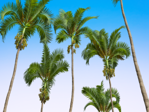 New Plant High detail Areca Catechu Fruit 3D Model
